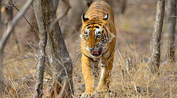 Golden Triangle Tour with Ranthambore 7 Nights 8 Days